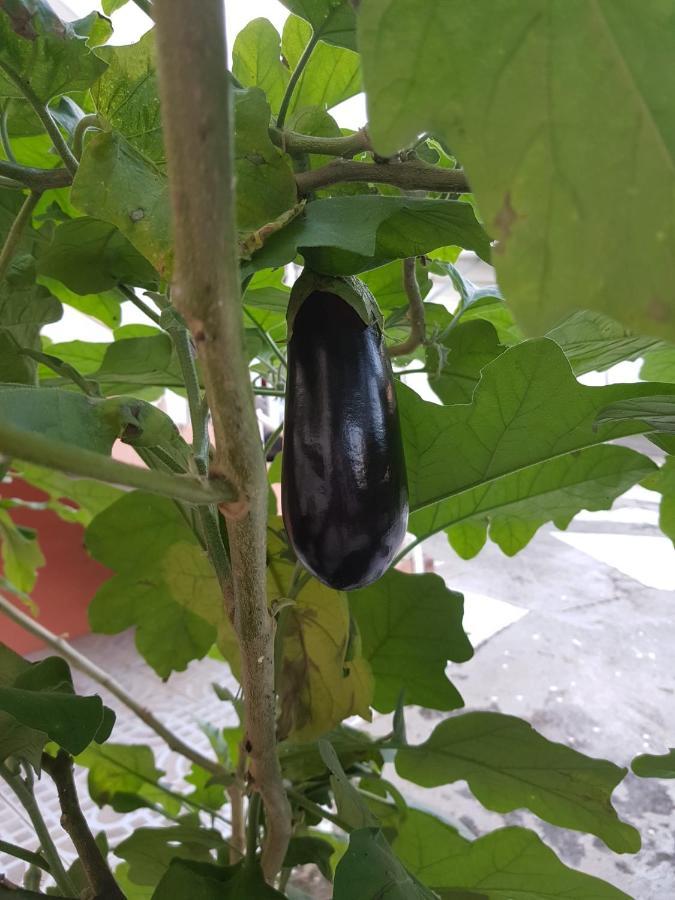 La Maison Aux Orchidees Petit-Bourg Exteriör bild